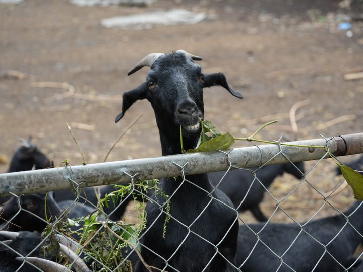 Goat having lunch