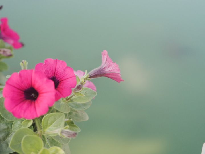 Petunias
