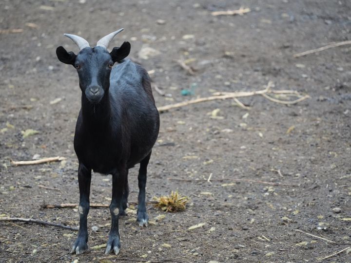 Black goat