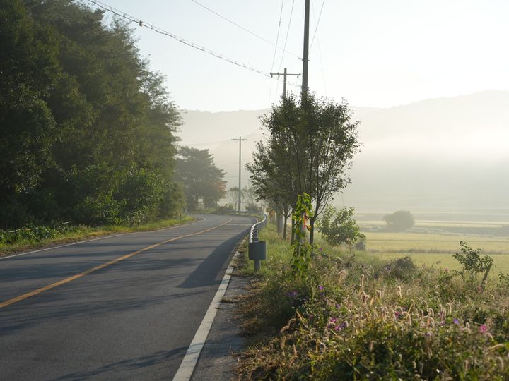 Foggy country road