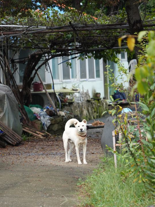 Village dog