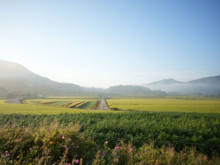 Rice fields, early autumn