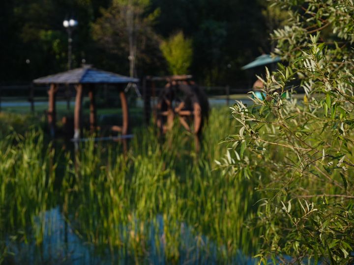 Pond pavilion