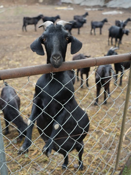 Curious goat at the fence