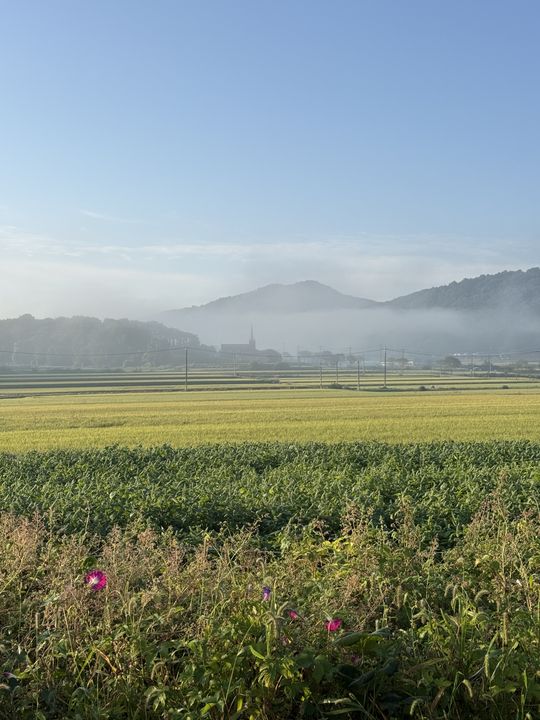 Morning over the rice fields