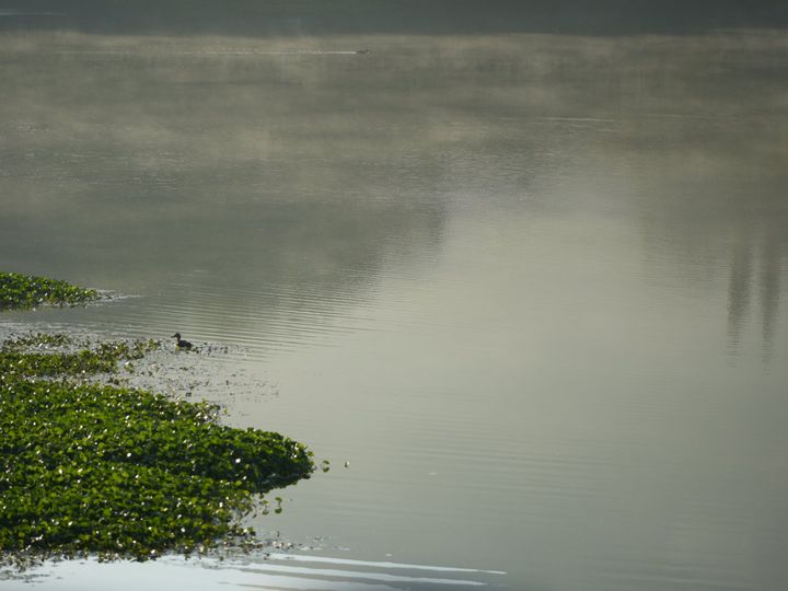 Mist on the water
