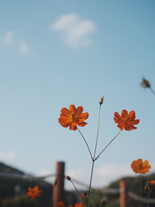 Cosmos against the sky