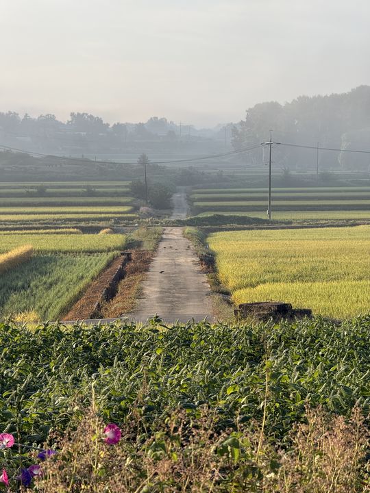 Farm road in the fog