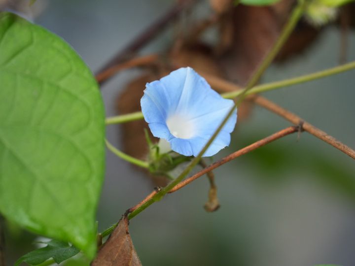 Morning glory