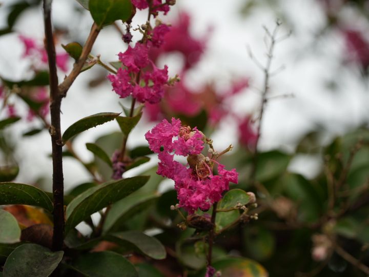 Crape myrtle